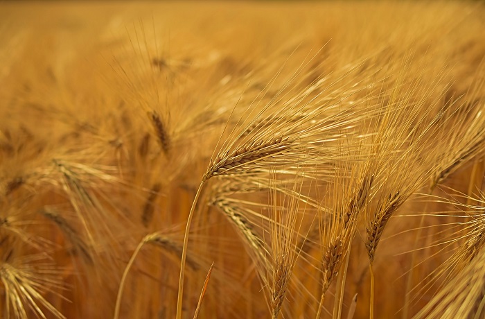 Pšenica a jej pestovanie